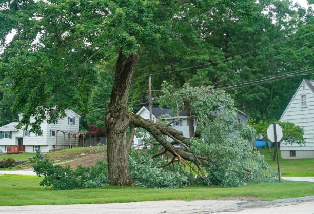 Trusted White Bluff, TN Tree Removal Experts